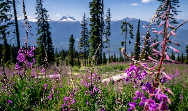 Wildflowers