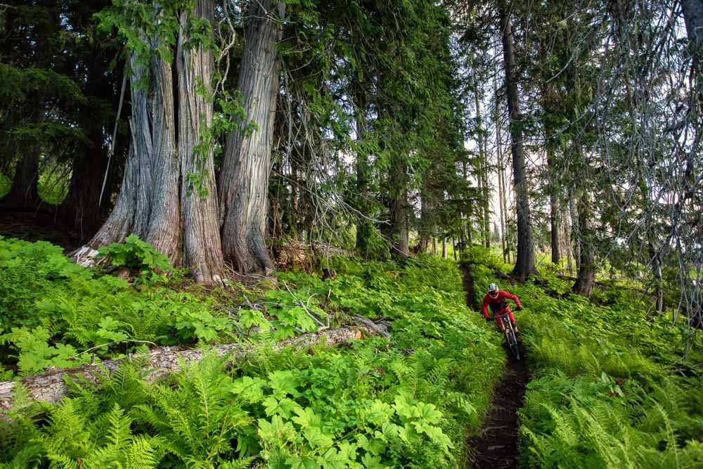 Mountain Biking in Revelstoke, BC